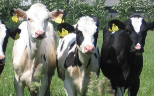 Adding essential oils to diet of dairy calves could keep E. coli in check