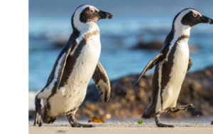 African penguins: climate refugees from a distant past