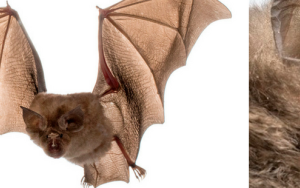Africa’s smallest horseshoe bat weighs in at five grams