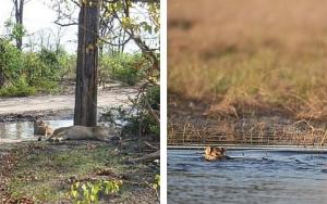 Are wetland lions a genetically distinct species?