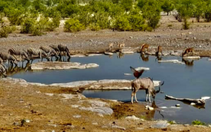 Benutting van wilde spesies tot voordeel van mense moet volhoubaar, veilig en wettig wees