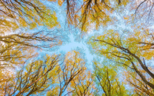 Bio-informatics key to conservation