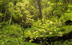 Biodiversity of natural forests key to buffer severity of non-native tree invasions