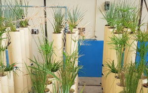 Biofilters with indigenous plants more effective in removing pollutants from stormwater