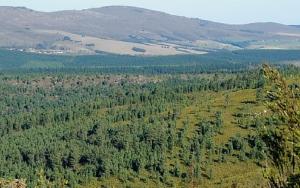 “Bold steps” needed to improve management of invasive pines
