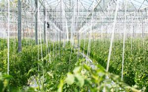 Bouwerk aan ultramoderne Horti Demo-sentrum vorder fluks