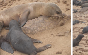 Cape fur seals can nurse their pups well into adulthood