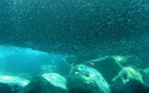 Climate change: are fishes migrating to colder waters?