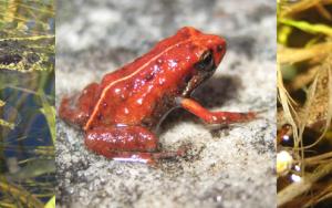 Climate change emerges as major driver of amphibian declines globally
