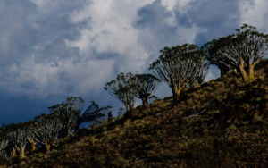 Climate change impacts felt from genes to ecosystems