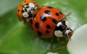 Climate warming could bring challenging times for invasive ladybirds