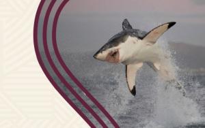 Conservation actions for SA’s white shark population now a matter of urgency