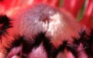 Conserve our fynbos over the next 100 years