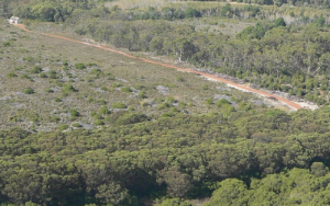 Cost-effective monitoring system can help with management of invasive plants