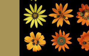 Deceptive daisy’s ability to create fake flies explained