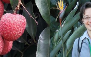 Doctorate on litchis for Dr Cronje