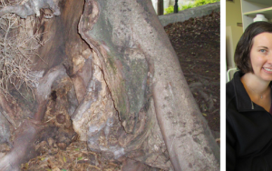 Dodelike kriptokokkale fungi in openbare ruimtes, waarsku navorsers
