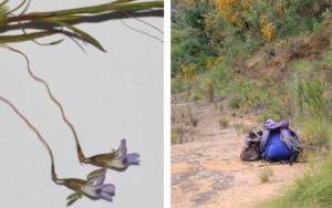 Extinct species rediscovered in Winterhoek Mountains, after 200 years