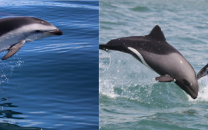 First estimate of Namibia’s dolphin populations