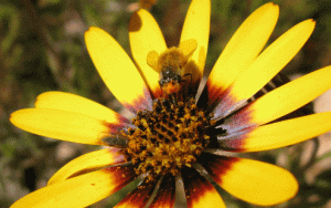 First global estimate of importance of pollinators for seed production in plants