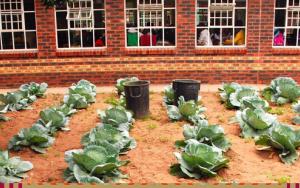 Food gardens at schools impact learners and the community