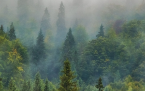 Forests have potential to store more carbon, but emissions must be cut