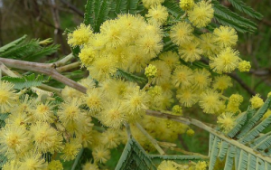 Geld moet meer doeltreffend aangewend word om indringerplante in SA te beheer