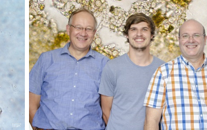 Genetic blueprint for extraordinary wood-munching fungus from the Northern Cape