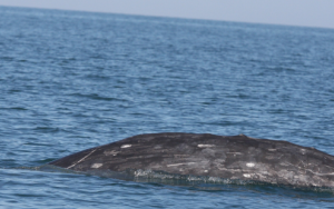 Grys walvis stel nuwe afstandsrekord op