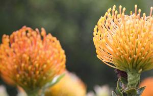 Helderberg Hospital: help raise funds to plant a fynbos garden