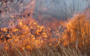 High intensity fires do not reverse bush encroachment in an African savanna