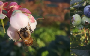 Honey bees can be handy pollinators of blueberries