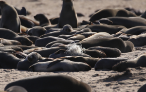Hundreds of Cape Fur seals entangled in fishing lines and nets every year