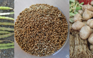 Indigenous, underutilised crops can boost food and nutrition security in Africa