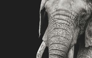 Interconnected: Human and animal TB part of the same problem