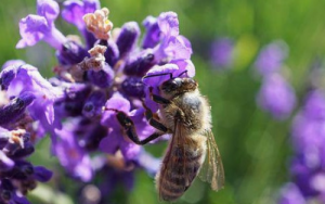 Internasionale Dag vir Biologiese Diversiteit: Alle spesies baat by ŉ gesonde biodiversiteit