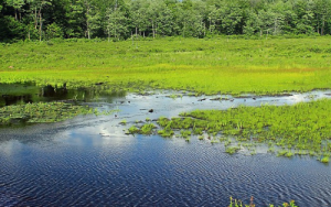 International Day for Biological Diversity: Freshwater biodiversity essential for our survival