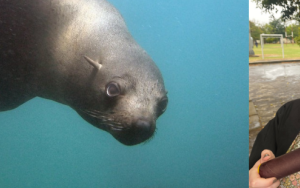 Junior Captain Scott-gedenkmedalje vir die beste MSc-tesis in dierkunde in SA