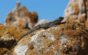 Klop die hitte: kan die effek van klimaatsverandering op diere akkuraat voorspel word?