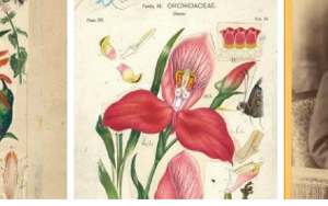 Launch of the Digital Marloth Collection