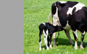 Microbial plant bioprocessing – what can we learn from the cow?