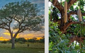 More than 9 000 tree species yet to be discovered
