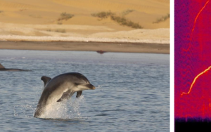Navorsers gebruik unieke fluitroepe van dolfyne om populasiegrootte en beweging in die natuur te bepaal