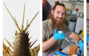 Navorsing oor riviermond maanskynwurms besorg toptoekennings aan PhD-studente