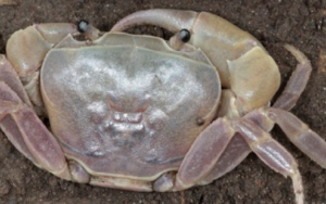 New crab species discovered in Eastern Cape ‘forgotten’ forests