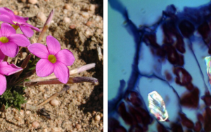 New evidence that bacteria drive biodiversity in the Cape Floral Region