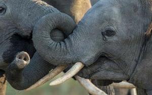 New science team aims to reduce extinctions