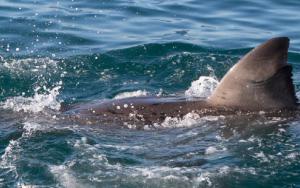 New software will standardise data collection for great white sharks
