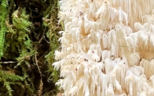 New species of medicinal mushroom endemic to Knysna forest