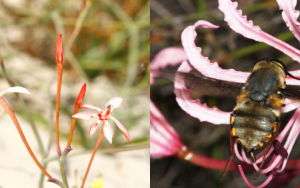 New study reveals unexpected diversity of South Africa’s ecologically important long-tongued flies